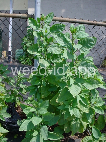 tobacco, tree